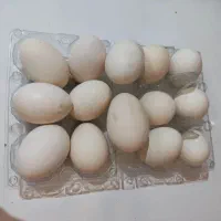 تخم مرغ نطفه دار گلین