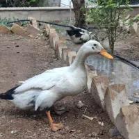 اردک