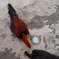 یک عدد لاری جوان