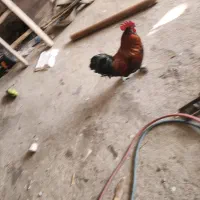 مرغ کرچ کک خروس جیرفتی