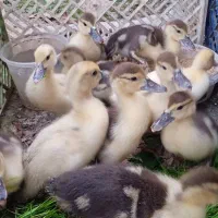 جوجه اردک خارجی|حیوانات مزرعه|قائمشهر, |دیوار