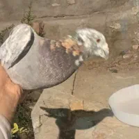 کبوتر|پرنده|ایرانشهر, |دیوار