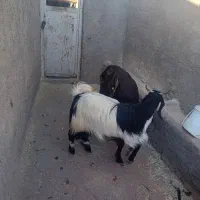 دو عدد بز فروشی|حیوانات مزرعه|رفسنجان, |دیوار