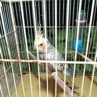 عروس هلندی
