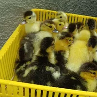 جوجه اردک اسرائیلی