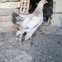 جوجه خروس