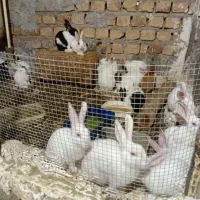 خرگوش|موش و خرگوش|تهران, بلوار کشاورز|دیوار