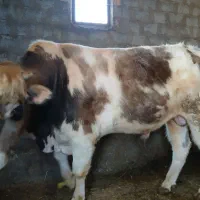 گوساله نرسفید ابی