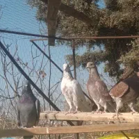 کبوتر پرشی جوجه ساعت بالا|پرنده|دماوند, گیلاوند|دیوار