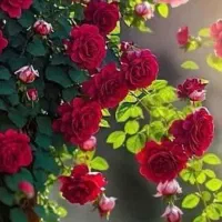 راهنمایی حال خوب