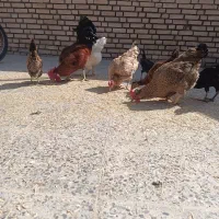 1خروس و 5مرغ و5جوجه به فروش می رسد
