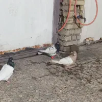 3 عدد ماده شرط تخم جوجه