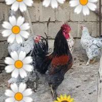 خر‌وس محلی|حیوانات مزرعه|دهدشت, |دیوار