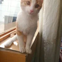 واگذاری گربه خانگی