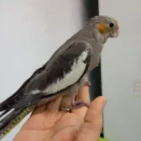 جوجه عروس هلندی
