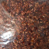 ناردونه ،رب انار|خوردنی و آشامیدنی|شیراز, گلشن|دیوار