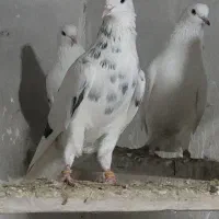 کبوتر هما|پرنده|رودخانه, |دیوار