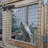 قفس عروس هلندی