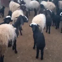 فروش گوسفند میش بره دار آبستن