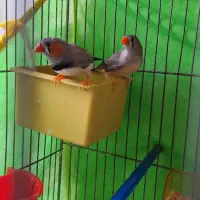 یک جفت فنچ با تخم