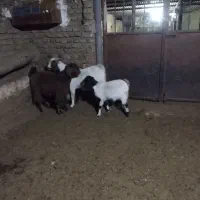 بزغاله ماده اوست