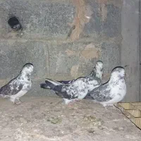 کبوتر سوسکی پرشی بازی کن