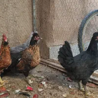 مرغ بومی|حیوانات مزرعه|حبیب آباد, |دیوار