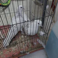 ۲عدد گرفتنی خوش رنگ درجه ۱