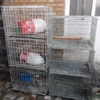 قفس جوجه گیری و قفس غلامی و قفس کاسکو