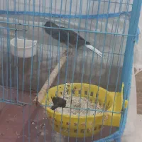 قناری|پرنده|خرمشهر, |دیوار