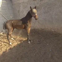 کره مادیان ۱۶ماهه