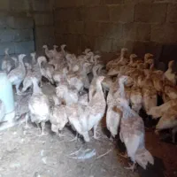 جوجه بو قلمون بوربون|حیوانات مزرعه|صومعه‌سرا, |دیوار