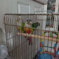 گرینچی یک جفت و دوتا جوجه