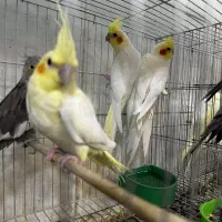 عروس هلندی لوتینو|پرنده|شیراز, بازار|دیوار