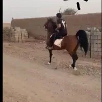 اسب نریون کرد|اسب و تجهیزات اسب‌سواری|قم, امامزاده ابراهیم|دیوار