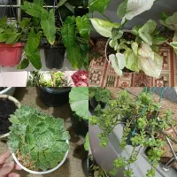 گل و گیاه|گل و گیاه طبیعی|اصفهان, بابوکان|دیوار