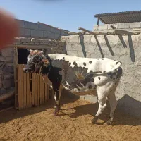 گاو شیری|حیوانات مزرعه|سیرجان, |دیوار