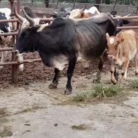 گاو آث ناف دار کول دار همه چی تمام