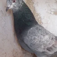 کفتر پرشی  سو قدیم