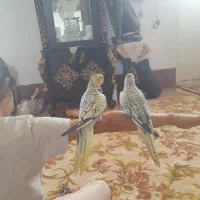 عروس هلندی رام