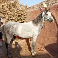 اسب نریان خوب آروم