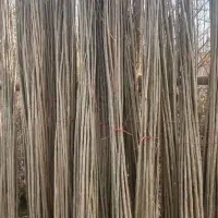 نهال صنوبر اسرائیلی  یکساله