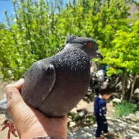 کبوتر شاه بال سفید