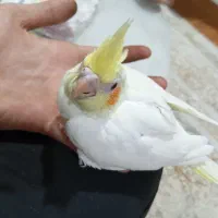 حیوانات
