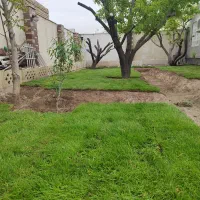 کاشت چمن طبیعی رولی  و بذری