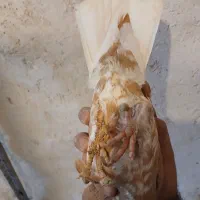 کبوتر ماده|پرنده|شیراز, شهرک مهدیه|دیوار