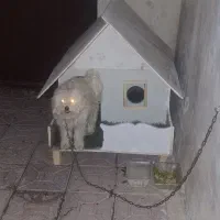 سگ خانگی پا کوتاه|سگ|سلماس, |دیوار