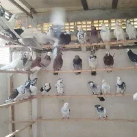 کفتر گنجه بر
