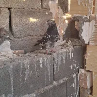 کفتر جفتی|پرنده|صباشهر, |دیوار