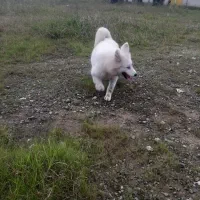 واگذاری رایگان سگ ساموئد|سگ|لنگرود, |دیوار